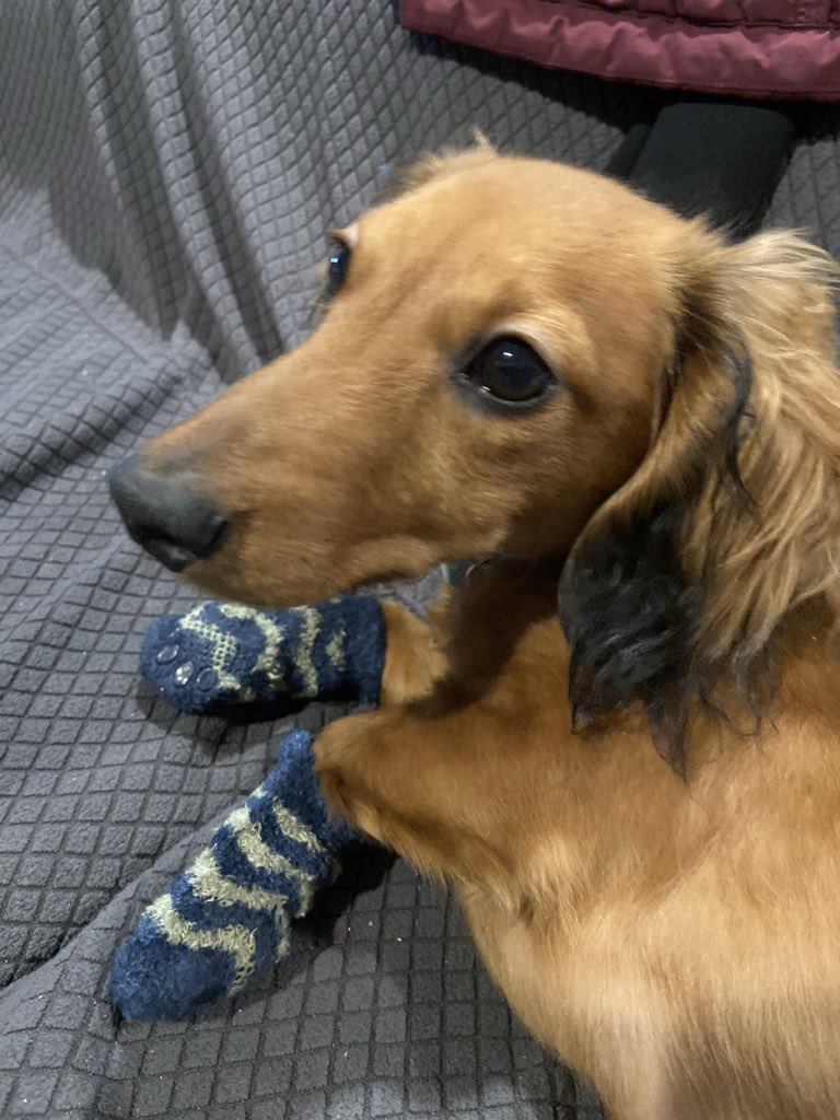 CharSmith_'s tweet photo. Meet Napi Steele.
The one and only brat lol https://t.co/4VnWoaHyMP