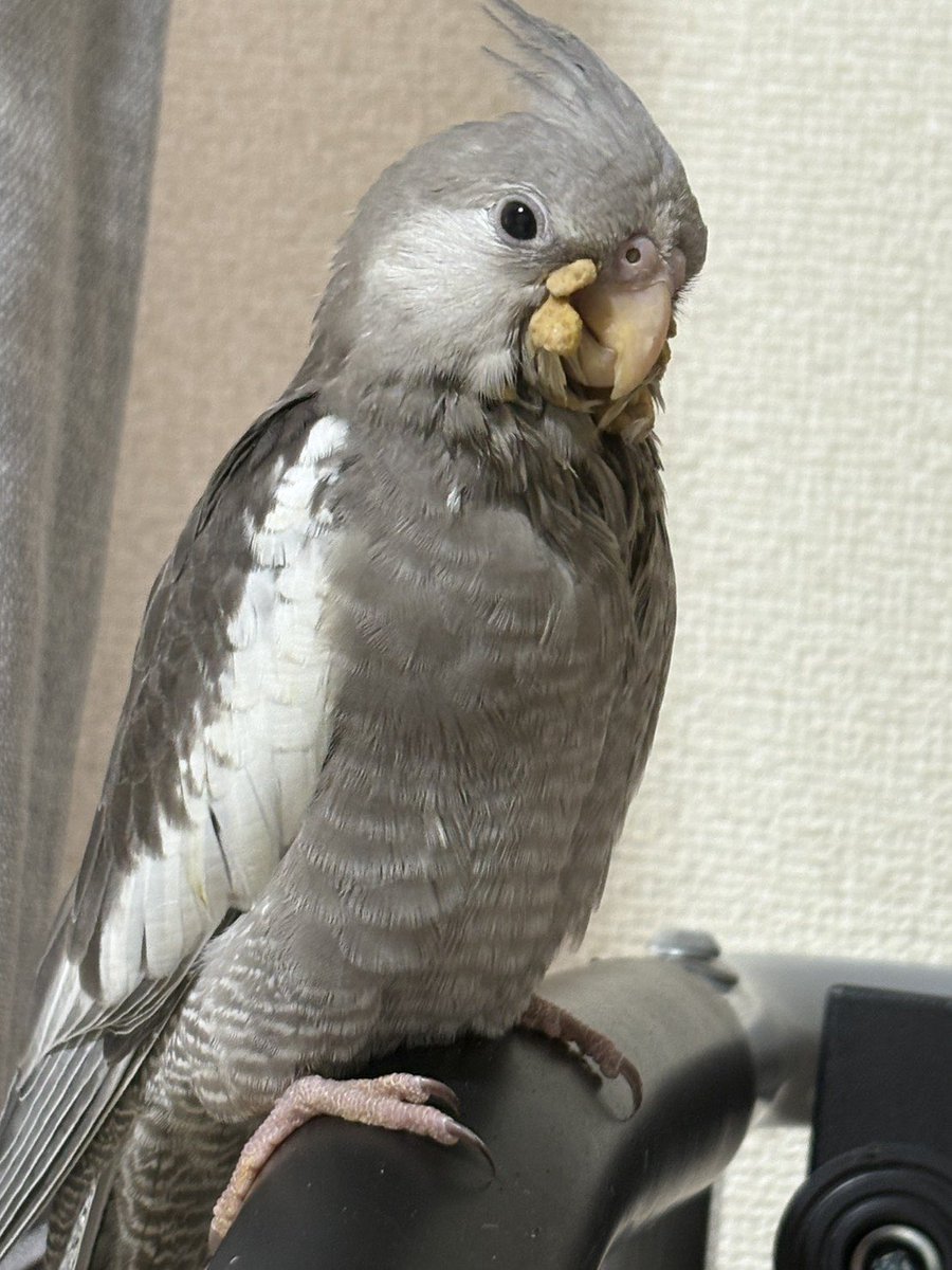 hyOwq2GjVe3997's tweet photo. オカメインコ探してます

２月４日　16:30頃
広島市南区東雲でマンションからオカメインコが逃げ出してしまいました
見かけた方はご連絡お願いします

特徴
グレーと白のオカメインコ（ホワイトフェイス
）
生後3ヶ月くらい
人に慣れている手のり
#迷い鳥
#迷いインコ
#オカメインコ https://t.co/7l9VTxDxtd