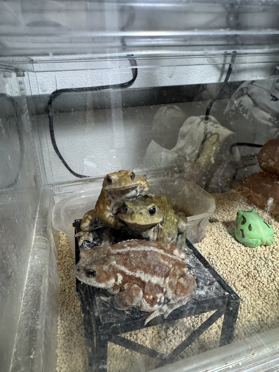 AngryBudget's tweet image. 君ら自由だねェ