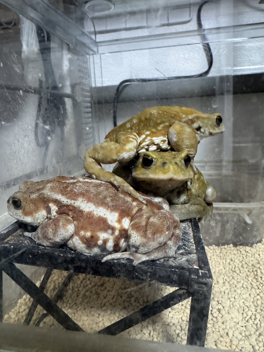 AngryBudget's tweet image. 君ら自由だねェ