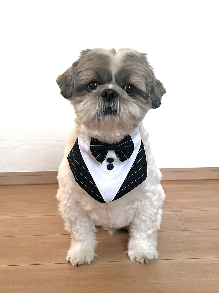 大きいシーズーたぬきち (@tanuki20200215) / Posts / X