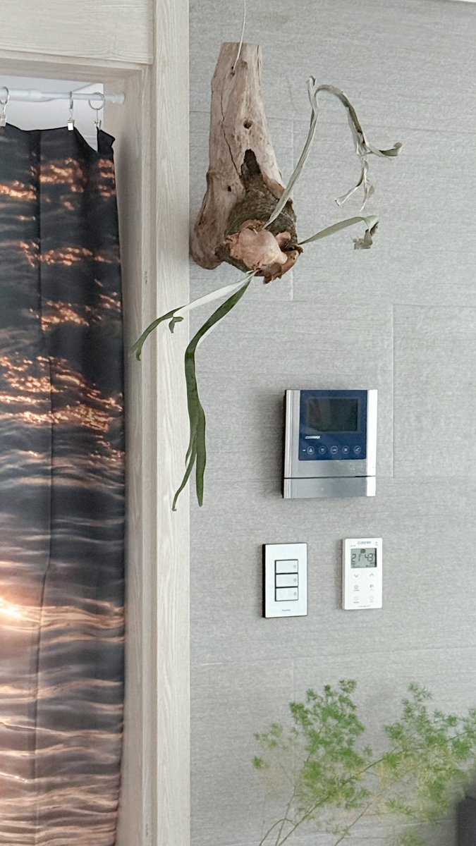 식물로 가득한 우리 집. 좋아하는 것을 한가득.