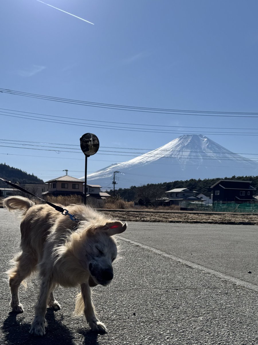 ワトソン ∪•ᴥ•∪ ゴールデンレトリバー tweet media