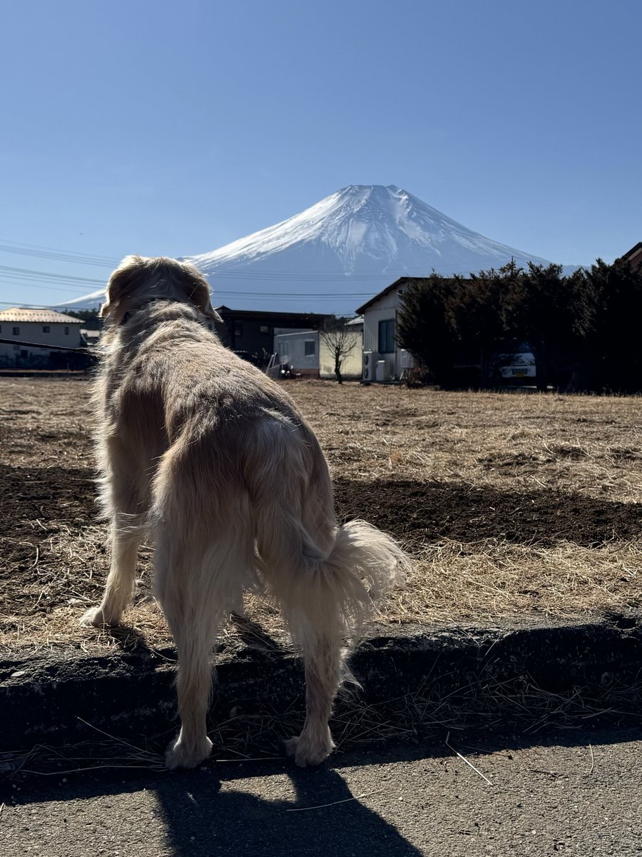 ワトソン ∪•ᴥ•∪ ゴールデンレトリバー tweet media