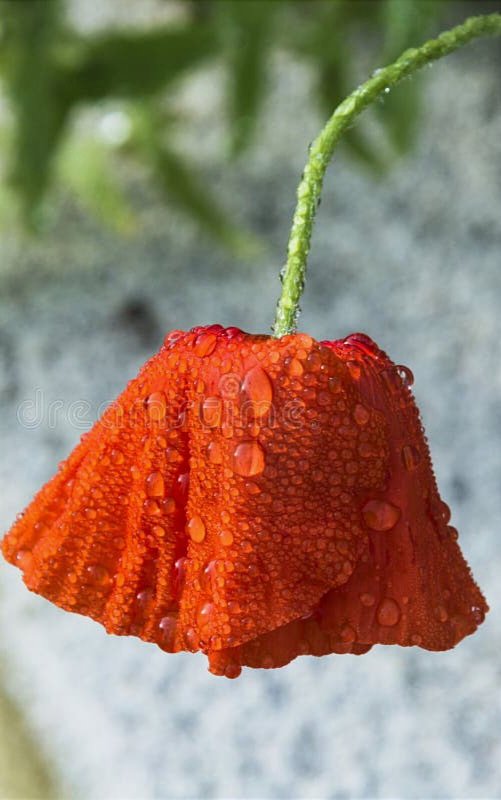 Amore,
come una ciocca di capelli 
legati con uno stelo di papavero 
Come una barca
ormeggiata al molo con un filo di seta 
Come una lacrima 
in equilibrio sulle ciglia 
Miracolo di ciò 
che non si oppone al vento avverso 
e fortemente gli resiste 

Breath 
#SaperVedereIMiracoli