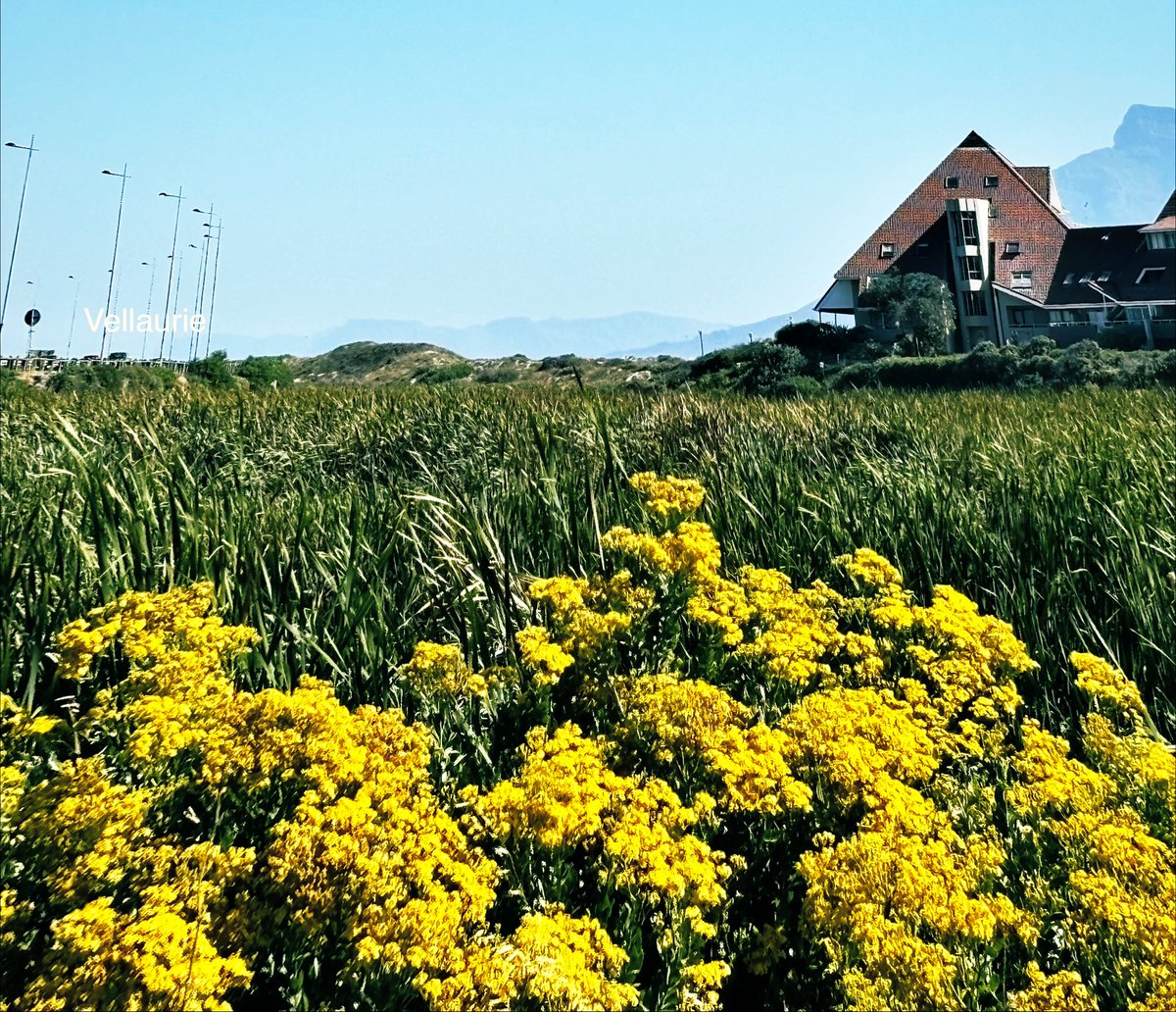 VijayEllaurie's tweet image. Good Morning 🕊️ Have a pleasant Wednesday 😇 #Wildflowerwednesday #wildflowers #nature #FlowersOnX