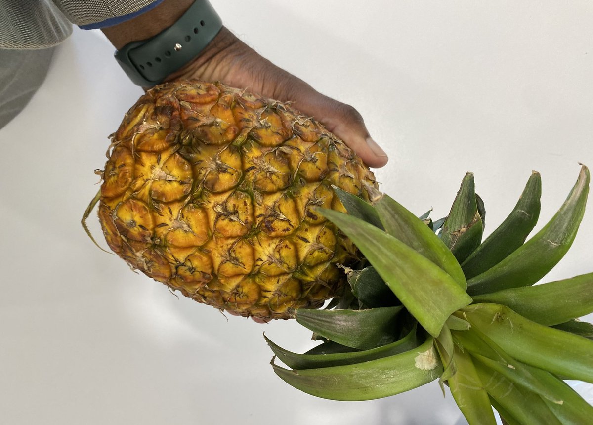 FxMalume's tweet image. Dear @Makanjila_23. There’s no way I’m going to feel lazy cooking my own meals 🤗😂