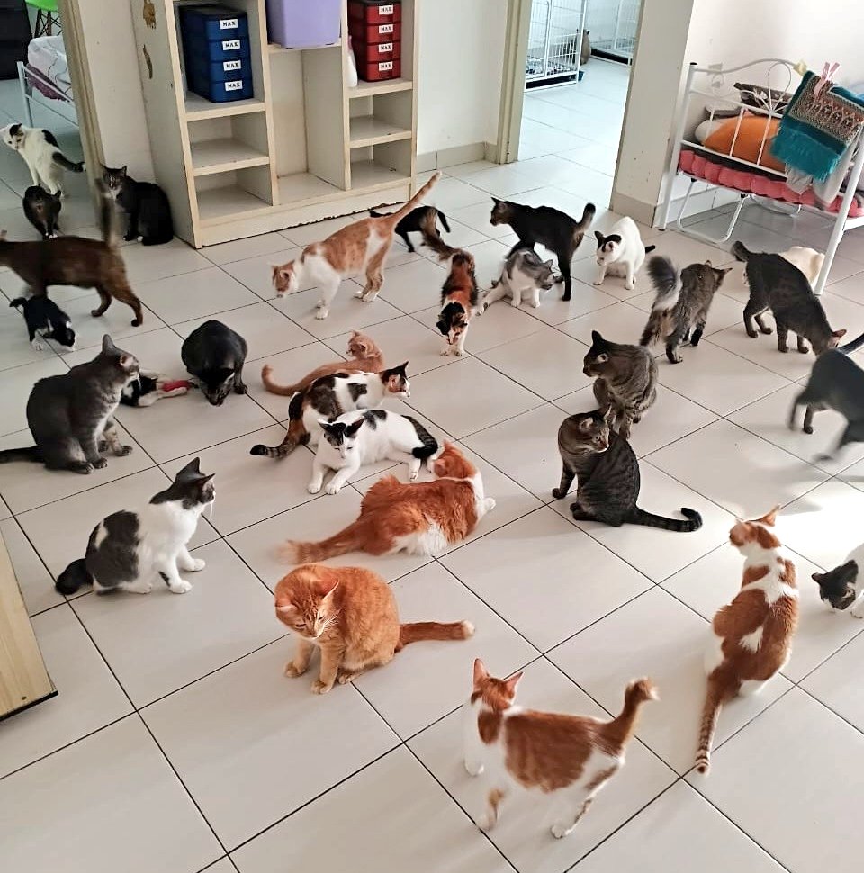 linda.elle.hafiza 🇲🇾 tweet media