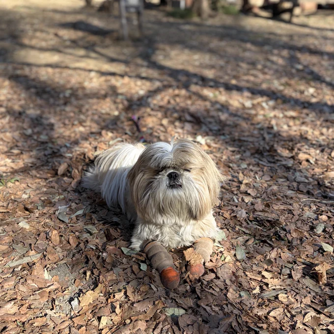 公園来たので、記念に写真撮ろうとしたら「だっる〜〜〜」みたいな顔されてる。