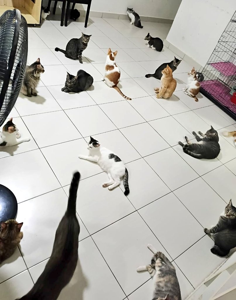 linda.elle.hafiza 🇲🇾 tweet media