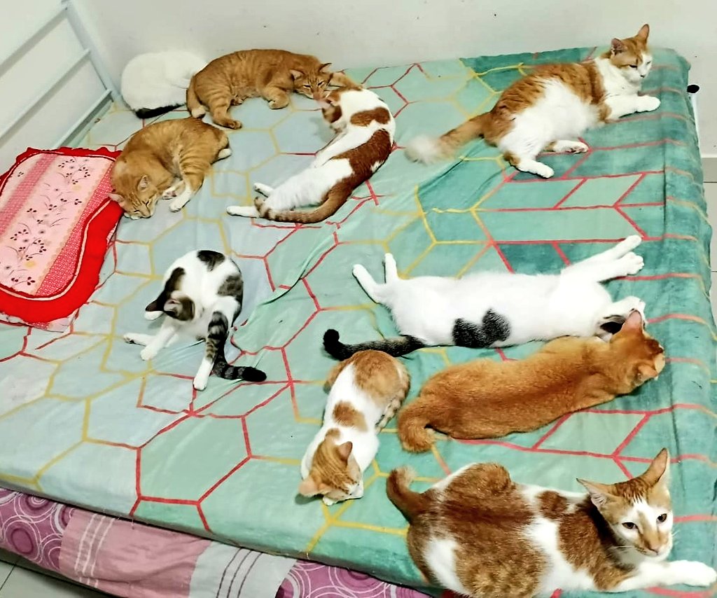 linda.elle.hafiza 🇲🇾 tweet media