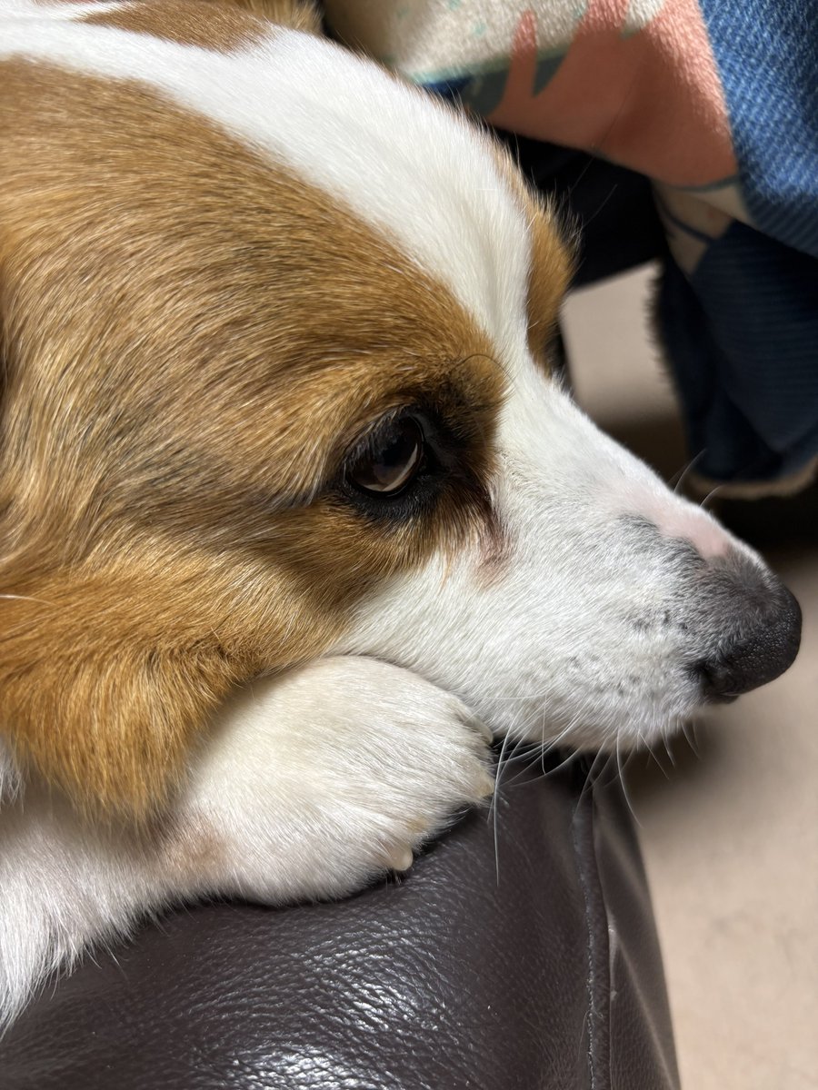 ねむねむ… #コーギー