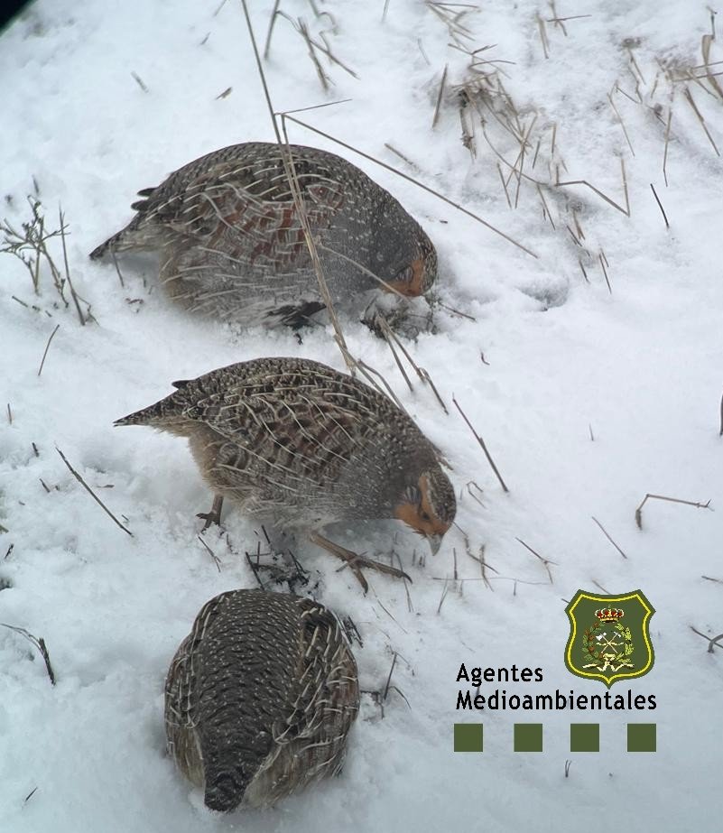 En verano somos más visibles 📺 🔥por los incendios forestales.
Pero son muchos los trabajos durante el invierno.
Como por ejemplo 
La monitorización en campo de la #biodiversidad por parte de los #AAMM <a href="/jcyl/">Junta de Castilla y León</a>
Aquí un compañero censando #perdizpardilla