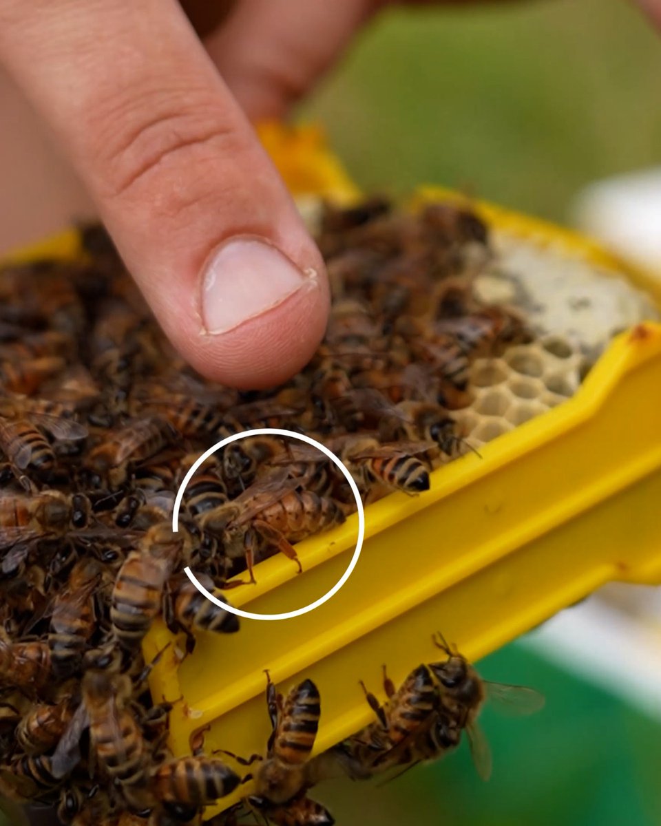 BlackMountHoney's tweet image. When it works, it’s a lovely feeling. 

Proper brood pattern, calm bees, and a queen that looks like she owns the place.

#beekeeping #queenrearing #beekeepinguk