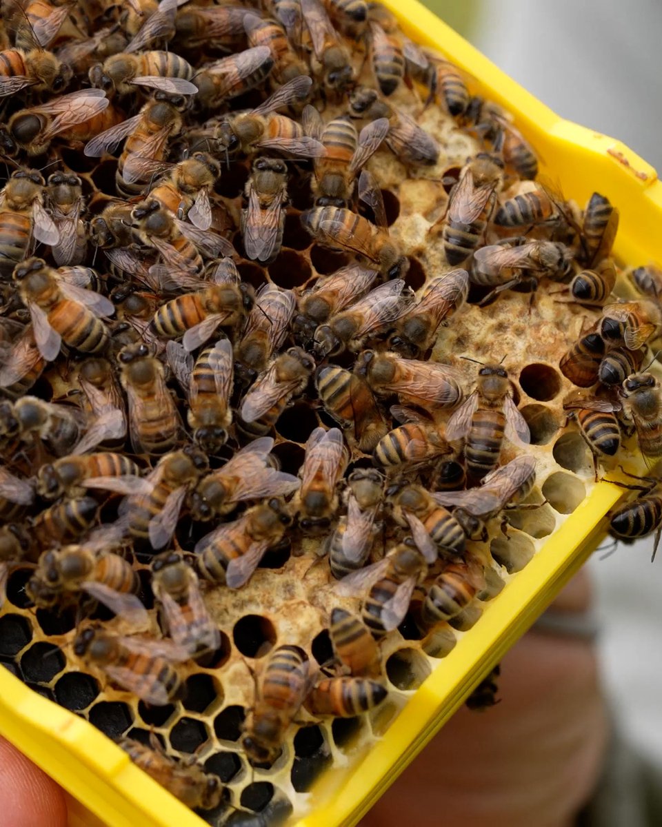 BlackMountHoney's tweet image. When it works, it’s a lovely feeling. 

Proper brood pattern, calm bees, and a queen that looks like she owns the place.

#beekeeping #queenrearing #beekeepinguk