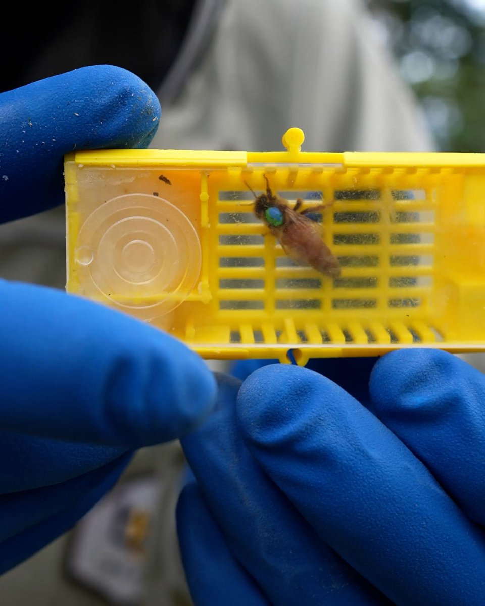 BlackMountHoney's tweet image. When it works, it’s a lovely feeling. 

Proper brood pattern, calm bees, and a queen that looks like she owns the place.

#beekeeping #queenrearing #beekeepinguk