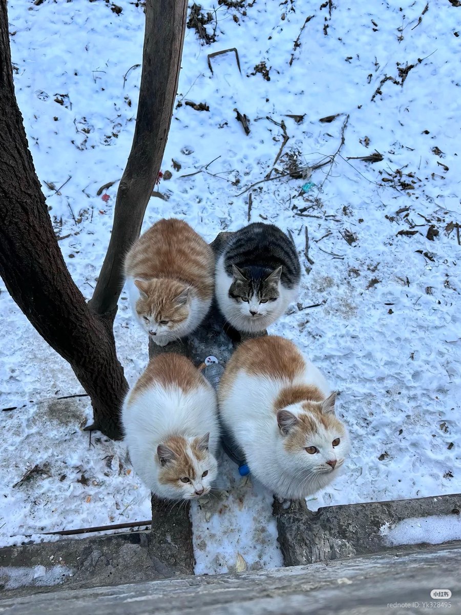 nocontextscats's tweet image. Loafing society