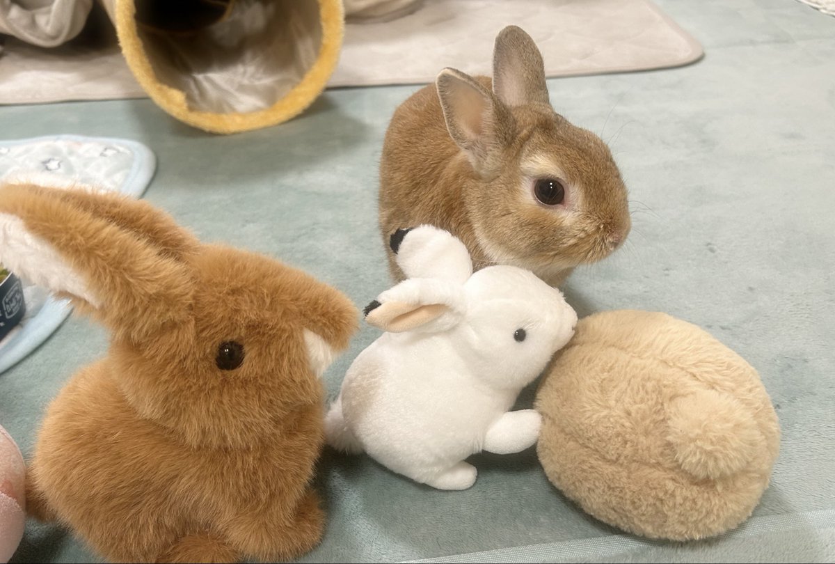 🐰みんなで・・・

おなじほうを 👀✨

     みていましゅ🧡 

#うさぎ
#うさぎのいる暮らし