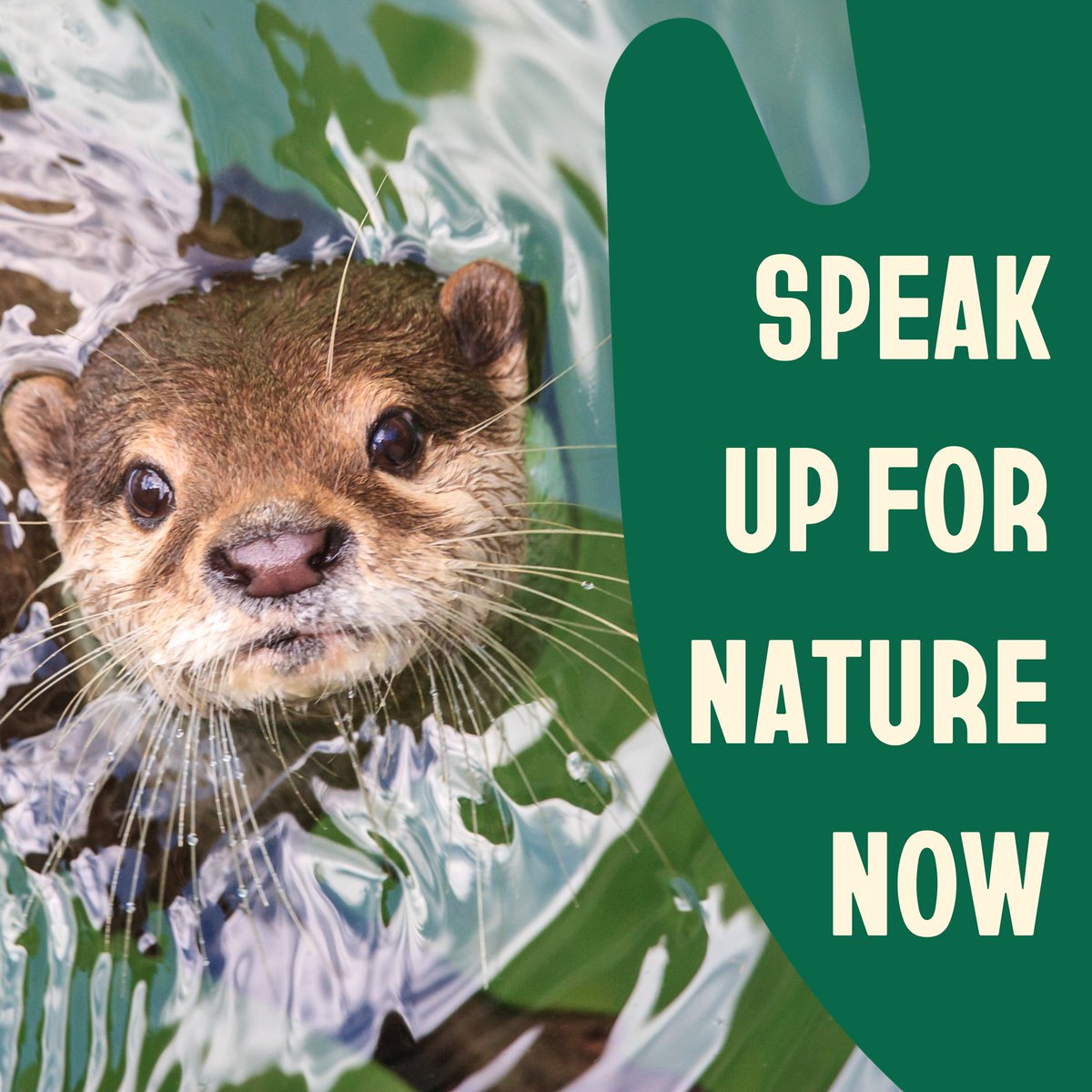 wwfaustria's tweet photo. Fast schon 100.000 Menschen fordern: Hände weg vom Naturschutz! In der EU drohen zahlreiche Naturschutz-Gesetze aufgeweicht zu werden. Dabei sind sie jetzt wichtiger denn je, denn sie sorgen für sauberes Wasser, intakte Böden und Artenvielfalt. https://t.co/hw67EgPqeF