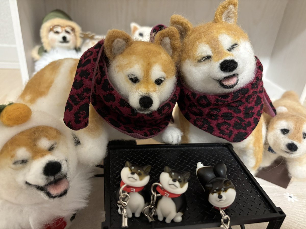 柴犬 ちいちゃん日記 (@LRYYgQzh4l9izb3) / Posts / X