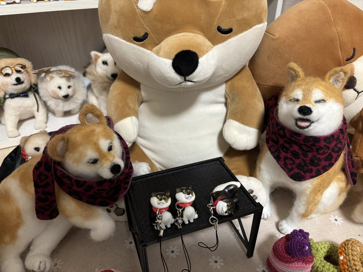 柴犬 ちいちゃん日記 (@LRYYgQzh4l9izb3) / Posts / X