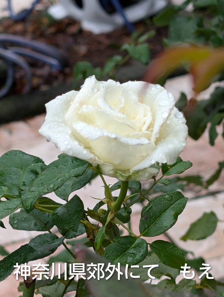 <a href="/takeshima_staff/">竹島宏 Hiroshi Takeshima【公式】</a> 薔薇・白

花言葉

「深い尊敬」

２月４日　立春
#ビートルズの日 
そうだったのですね🥰

今年は寒いですね😳
早く春が来てほしいです🤗

宏くん💕
皆さん🎀
風邪引かないようにね💗

今日も一日お疲れさまでした🙏

#竹島宏
#ひろネット
#深い尊敬
#感謝
#希望

フォト　薔薇🌹