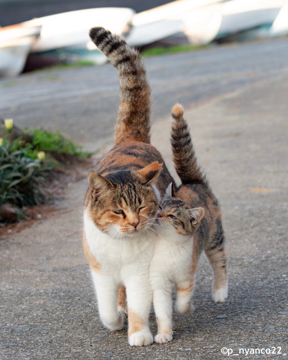 遊びましょ✨
Let's do something!🐾

#なかよし #猫 #cat