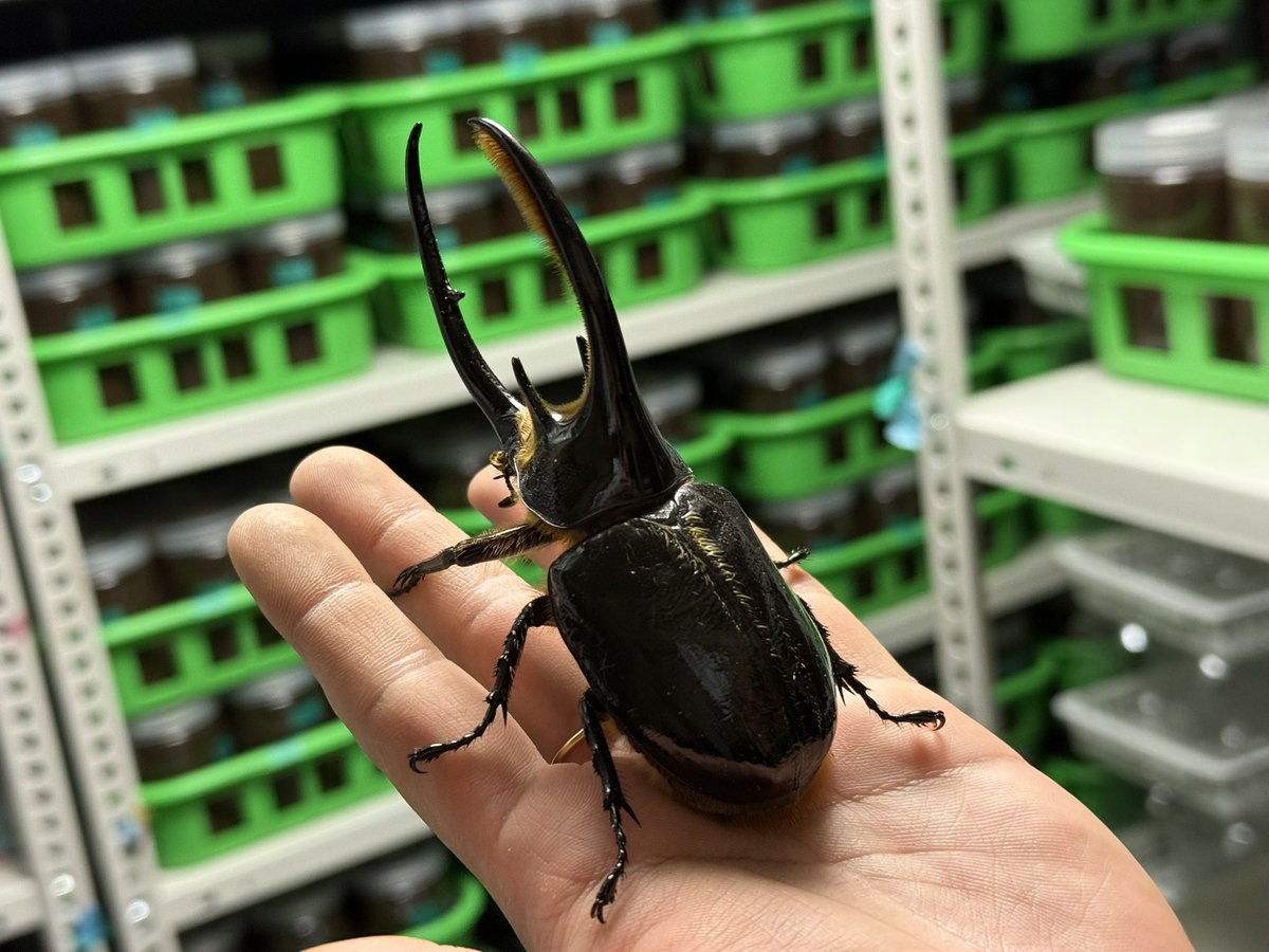 販売ポストです♪ 限定1 ネプチューンオオカブト コロンビア サンタン