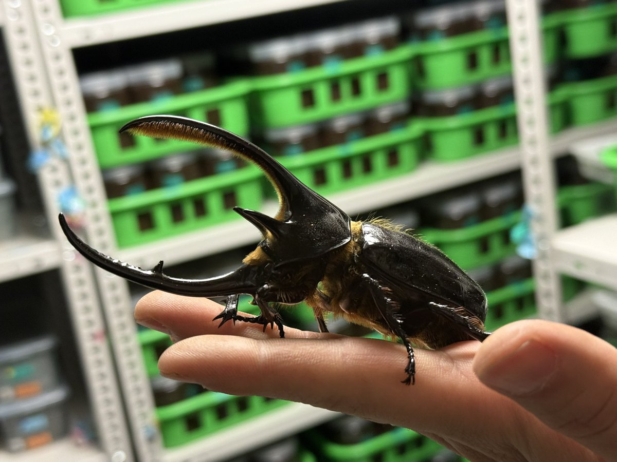 販売ポストです♪ 限定1 ネプチューンオオカブト コロンビア サンタン