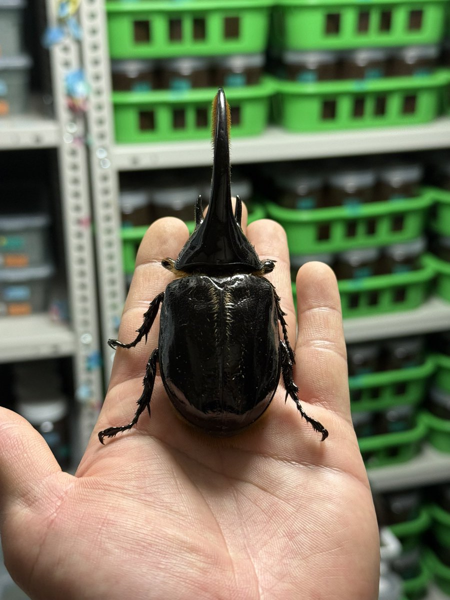 販売ポストです♪ 限定1 ネプチューンオオカブト コロンビア サンタン