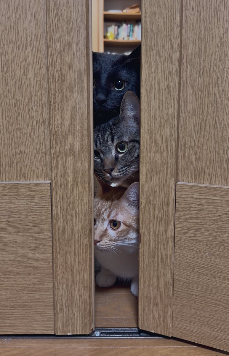 縦横幅 (@t4k1_nekousagi) on Twitter photo 