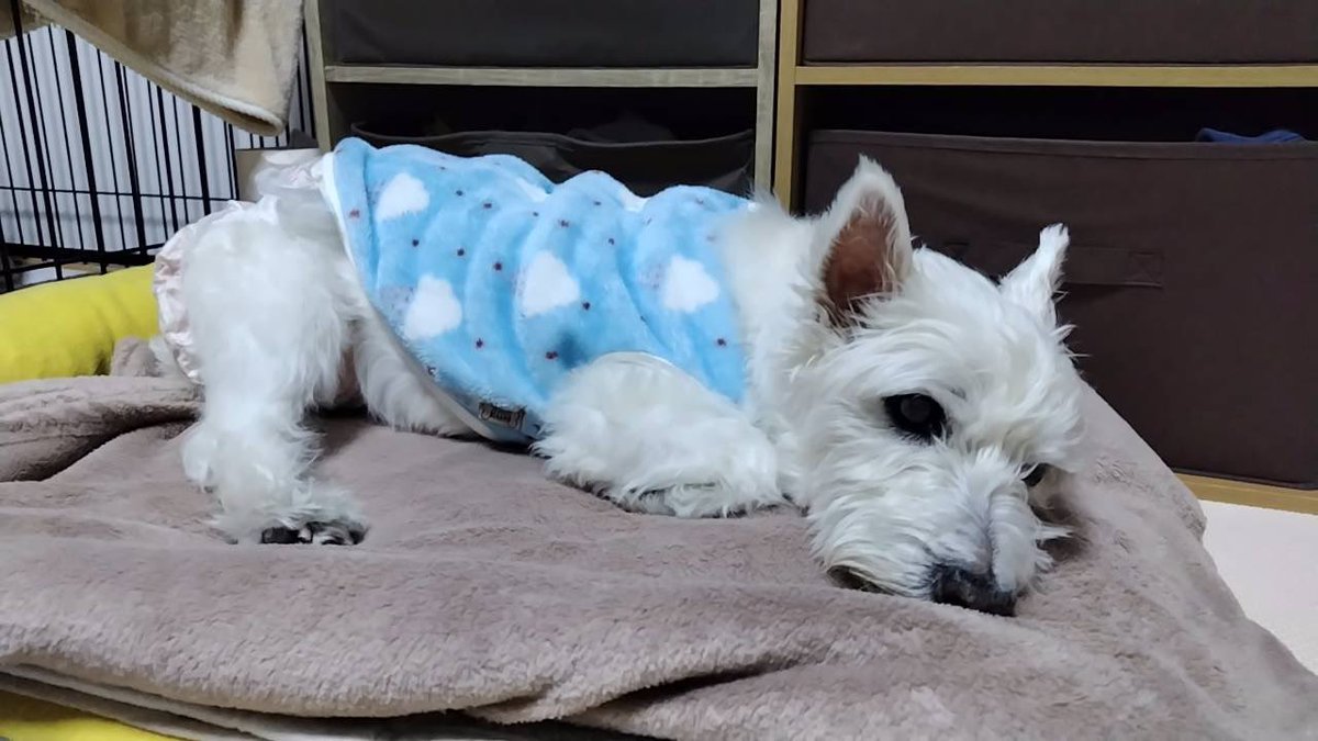 ちーちゃんですけどもっ第3巻予約発売中です❗️ (@ymc_cheezu