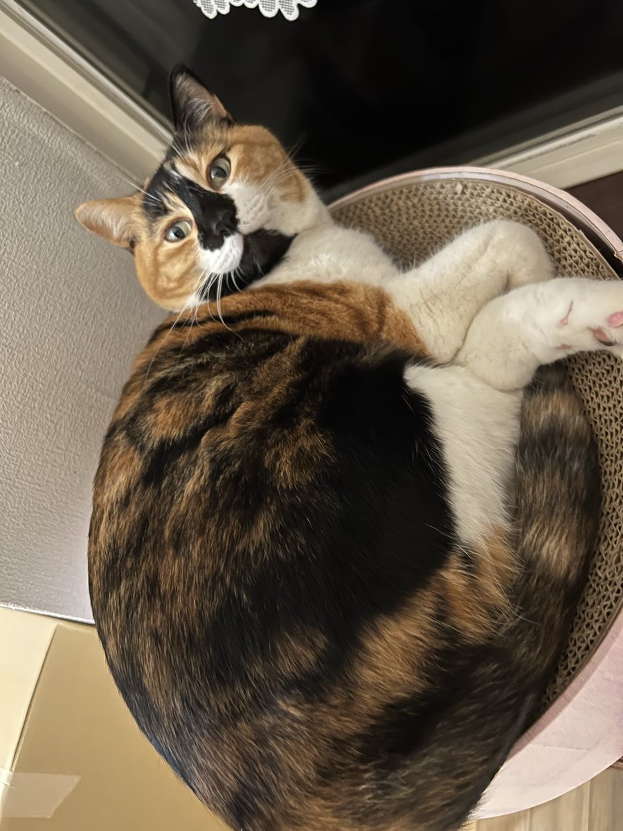 三毛猫はなこ (@hanako20180721) / Posts / X