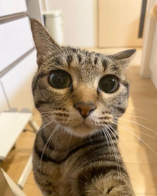 ricky as cats tweet media