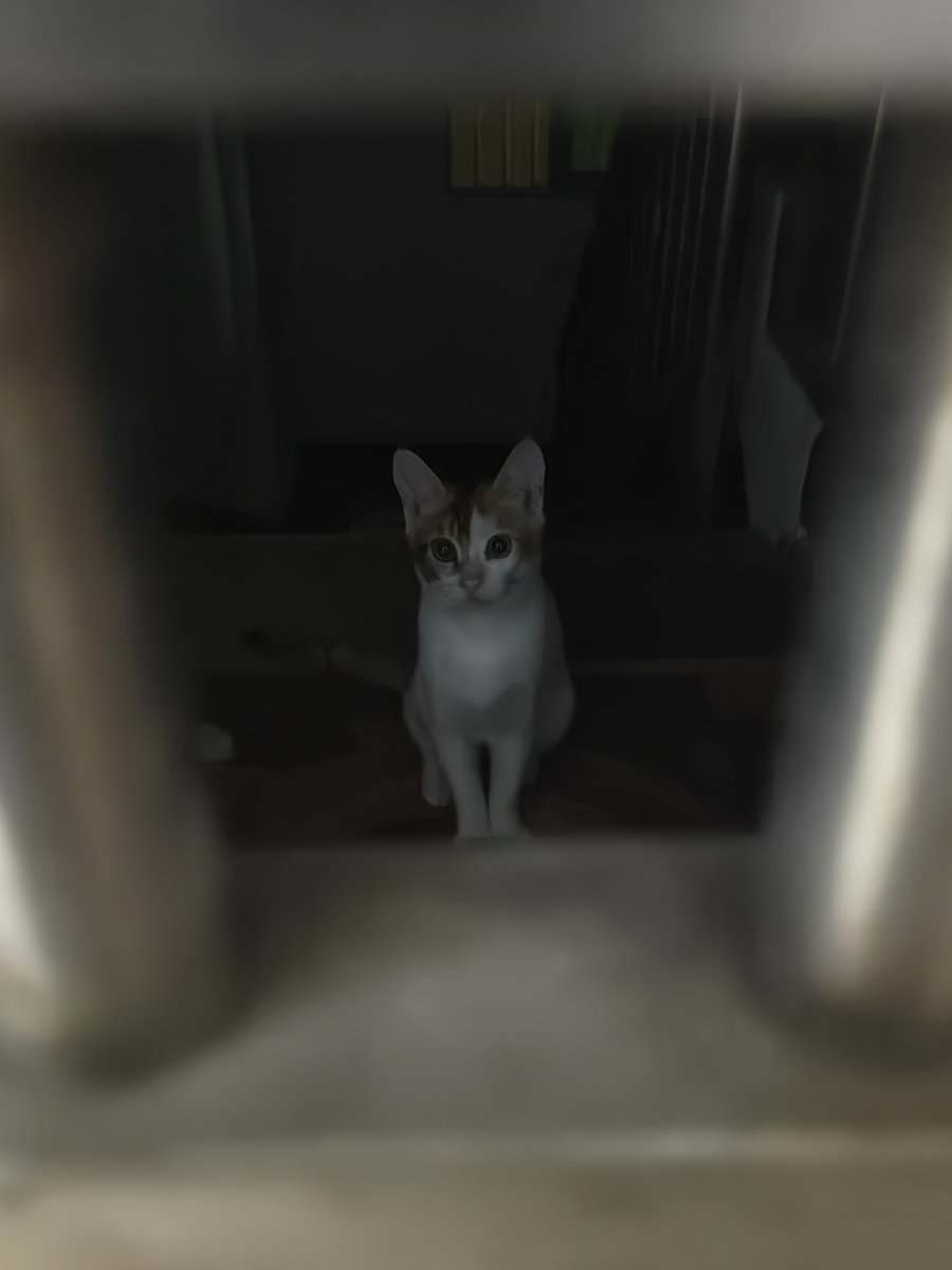 陌澜—MoLan✨ tweet media