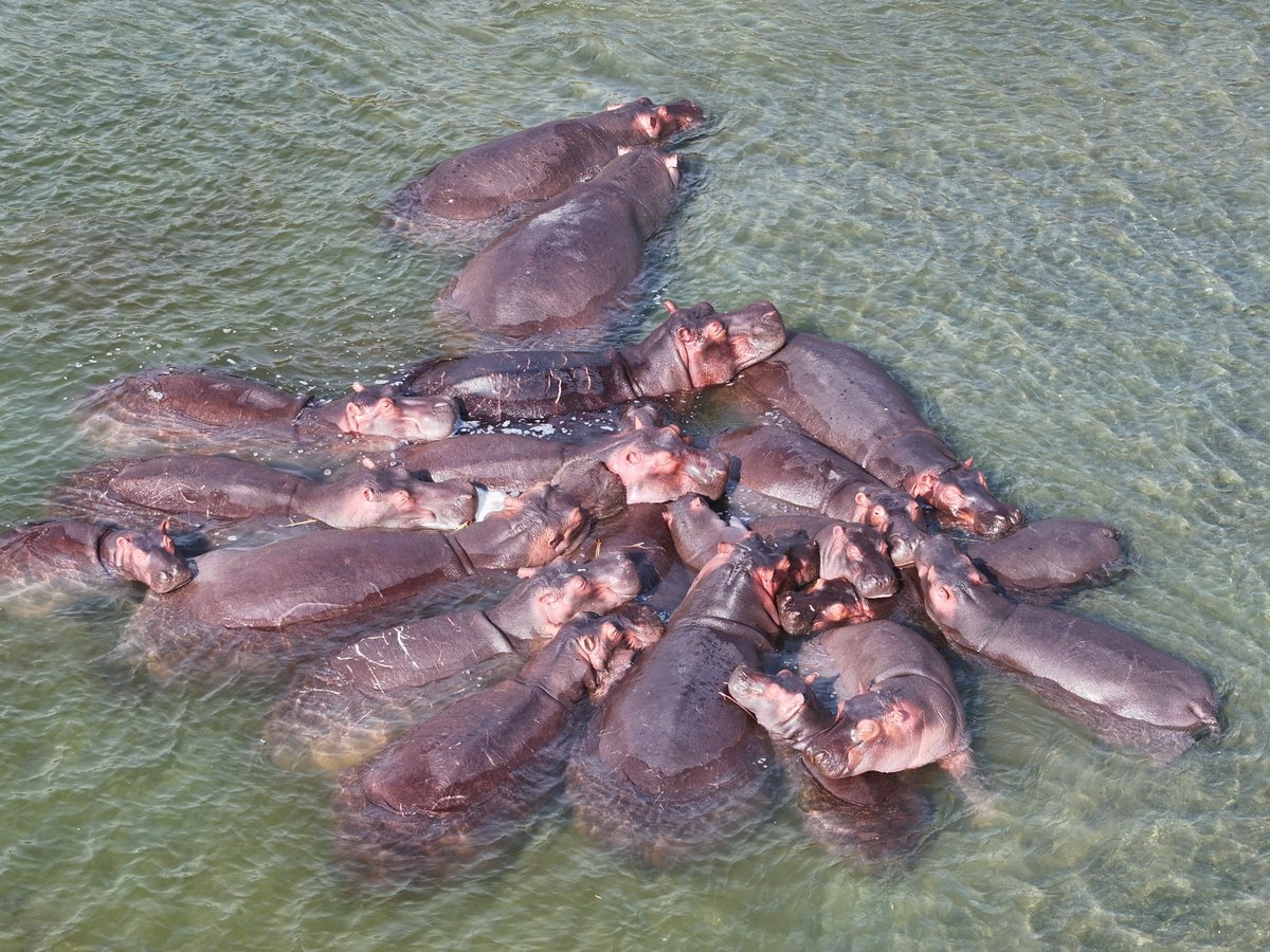 Virunga National Park tweet media