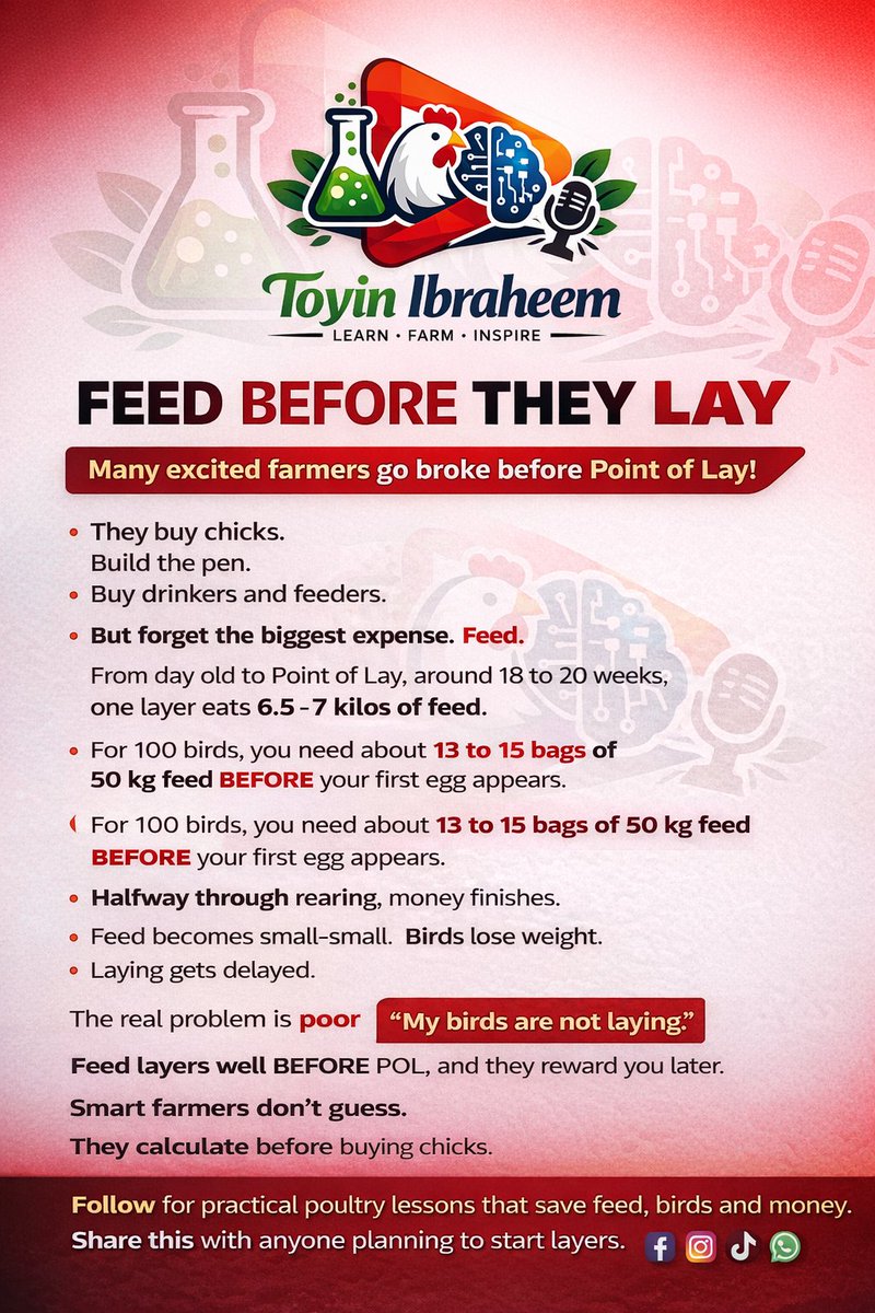 hon_artib's tweet photo. Before layers lay eggs, they consume your plan.
Each bird needs about 6.5–7 kg of feed before Point of Lay. Poor planning delays laying and cuts profit.
Smart farmers calculate first.

#LayerFarming #PointOfLay #FeedPlanning #ArtibFarm https://t.co/y27iclxKhB