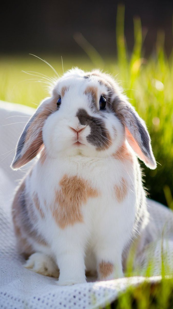 Rabbit Lover (@rabbitempirees) / Posts / X