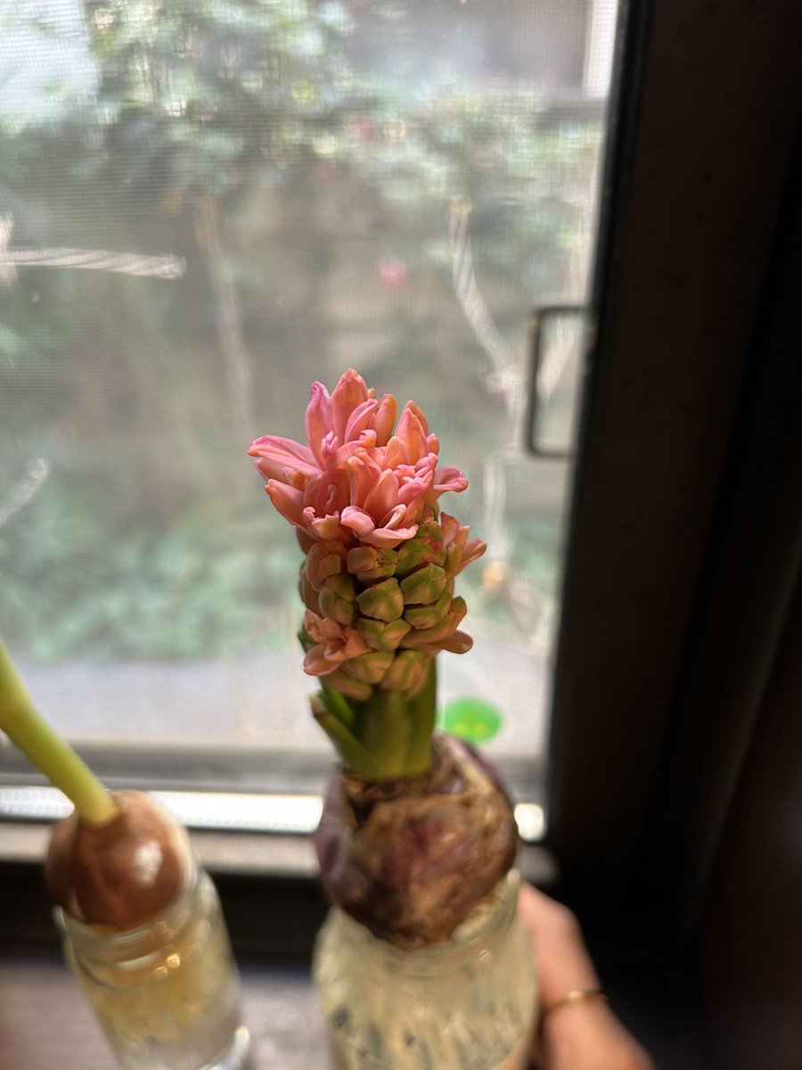 咲いたーーー❣️❣️❣️らぶい