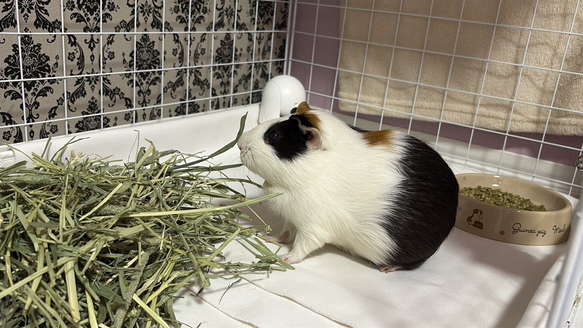 REMSFS36XCNV's tweet image. 横っちょモルモット