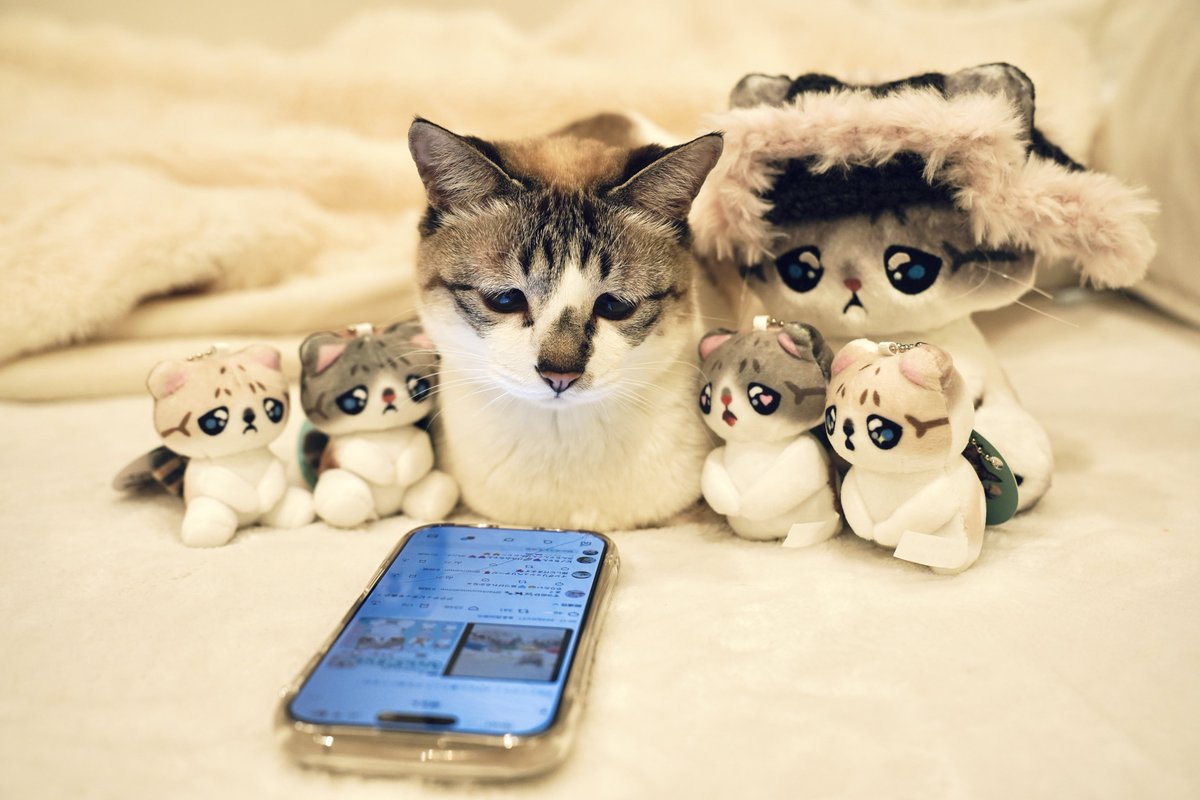 ぴえん猫ミント (@piennekomint) / Posts / X