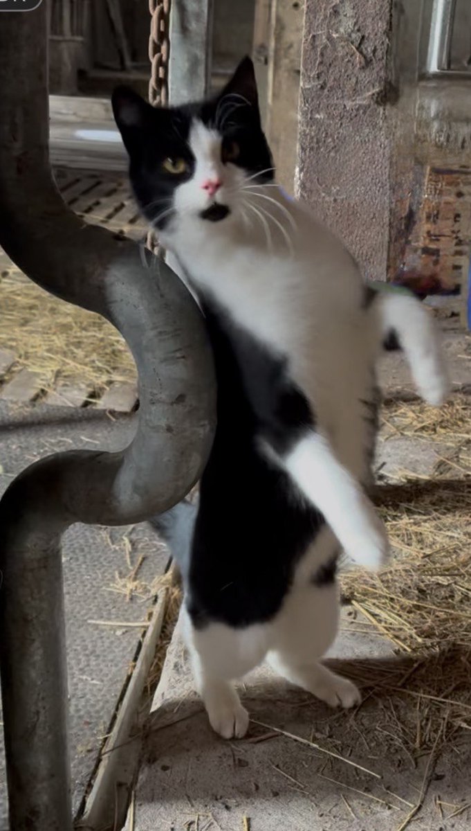 _Amber_8_'s tweet photo. Werde Kastrationspate, jeder € hilft!
Seit September versorgen wir, Anwohner und Pferdemädchen, gemeinsam eine Gruppe herrenloser Katzen, die in umliegenden Scheunen und Schuppen leben, mit Futter, Wurm- und Flohkuren.  Nun möchten wir sie dringend Kastrieren lassen 1/3 https://t.co/E8YSpDEJSF