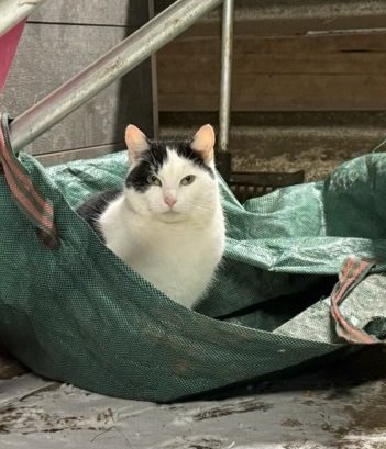 _Amber_8_'s tweet photo. Diese Kosten sprengen unseren Rahmen und die erhoffte Kastrationsaktion vom Land, findet wegen dem klammem Haushalt nicht statt. 
Zwei Tierschutzvereine stemmen den Großteil der Kosten für die ca 15 Katzen aber es muss noch eine Summe von knapp 750€ aufgebracht werden 2/3 https://t.co/ulrERaQlYL
