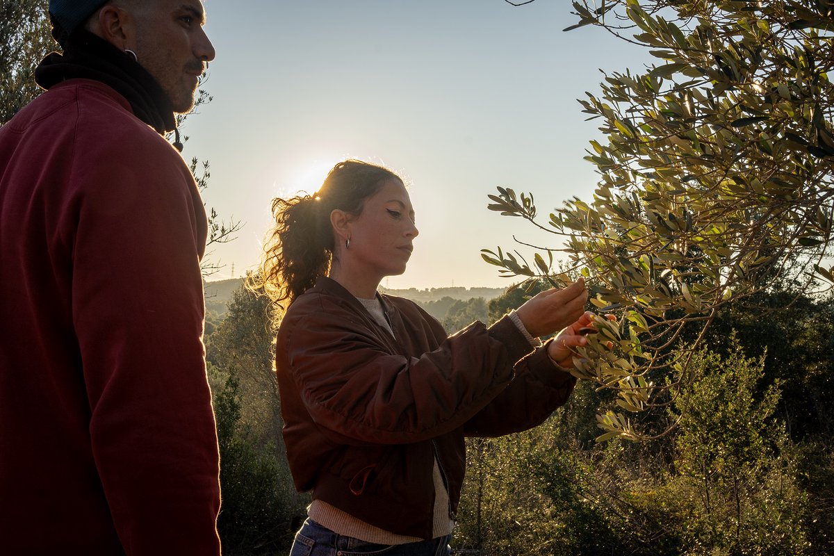 BcnAgraria's tweet photo. "Si les oliveres parlessin, ens donarien les gràcies per no rendir-nos"

Sara Bascompte i Albert Clanchet recuperen camps abandonats per produir oli i vi de proximitat i protegir el territori🌿

👉https://t.co/fmXsmp1tXE

#ParcsAgraris #BancsdeTerres https://t.co/aD9jq8IBUJ
