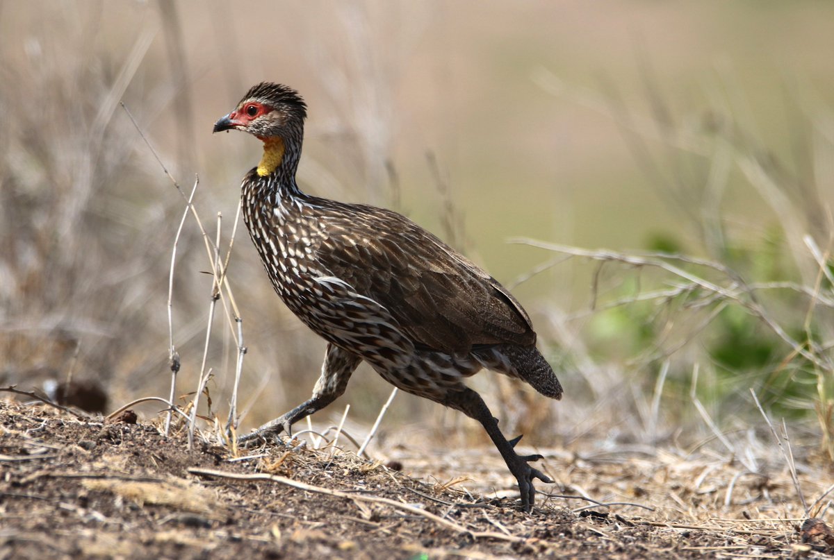 ConQuestbirding's tweet photo. Yellow-necked Spurfowl in Amboseli National Park #BirdsSeenIn2026 #birdseyeview #birding #photography https://t.co/jyz3TPcCoM