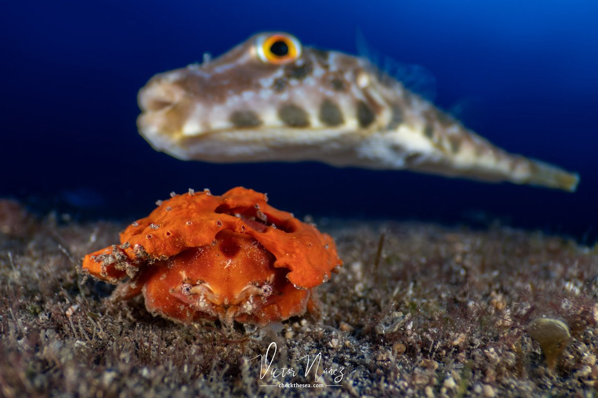 Check the Sea tweet media