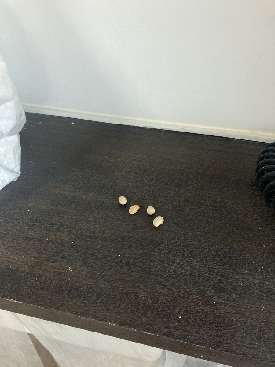 ほりもん 堀本達矢 tweet media