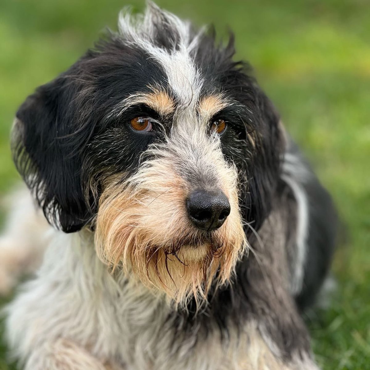 AFAfoundation_'s tweet photo. This is Dora ❣️ and she’s got quite the story.

This week Dora arrived in the UK from Turkey 🇹🇷➡️🇬🇧 and is currently settling into kennels in Gloucestershire while we search for her forever. While we’re so grateful she’s made this huge first step, our hearts couldn’t help but ache as other dogs headed off to their new homes… and Dora arrived without hers 😥

Dora was rescued a couple of years ago and has been in our care ever since. Last year she was diagnosed with TVT, a sexually transmitted cancer in dogs. After speaking with vets in the UK, euthanasia was sadly suggested. But the vets in Turkey didn’t agree. We shared Dora’s case with a UK specialist oncology team, who felt she had a good prognosis... so chemo began 💪

Dora was incredible throughout treatment and we’re so proud to say she has now been in remission for almost a year 🎉✨

Now, Dora is ready for the next chapter and we’re looking for either a foster or adoptive home for this brave girl.

🐾 No children under teens
🐾 Not cat tested
🐾 Very good with other dogs

As a charity, it cost £1,100 to bring Dora safely to the UK. If adopted, we would be incredibly grateful for this to be contributed back, so it can go directly towards helping the next dog in need ❤️