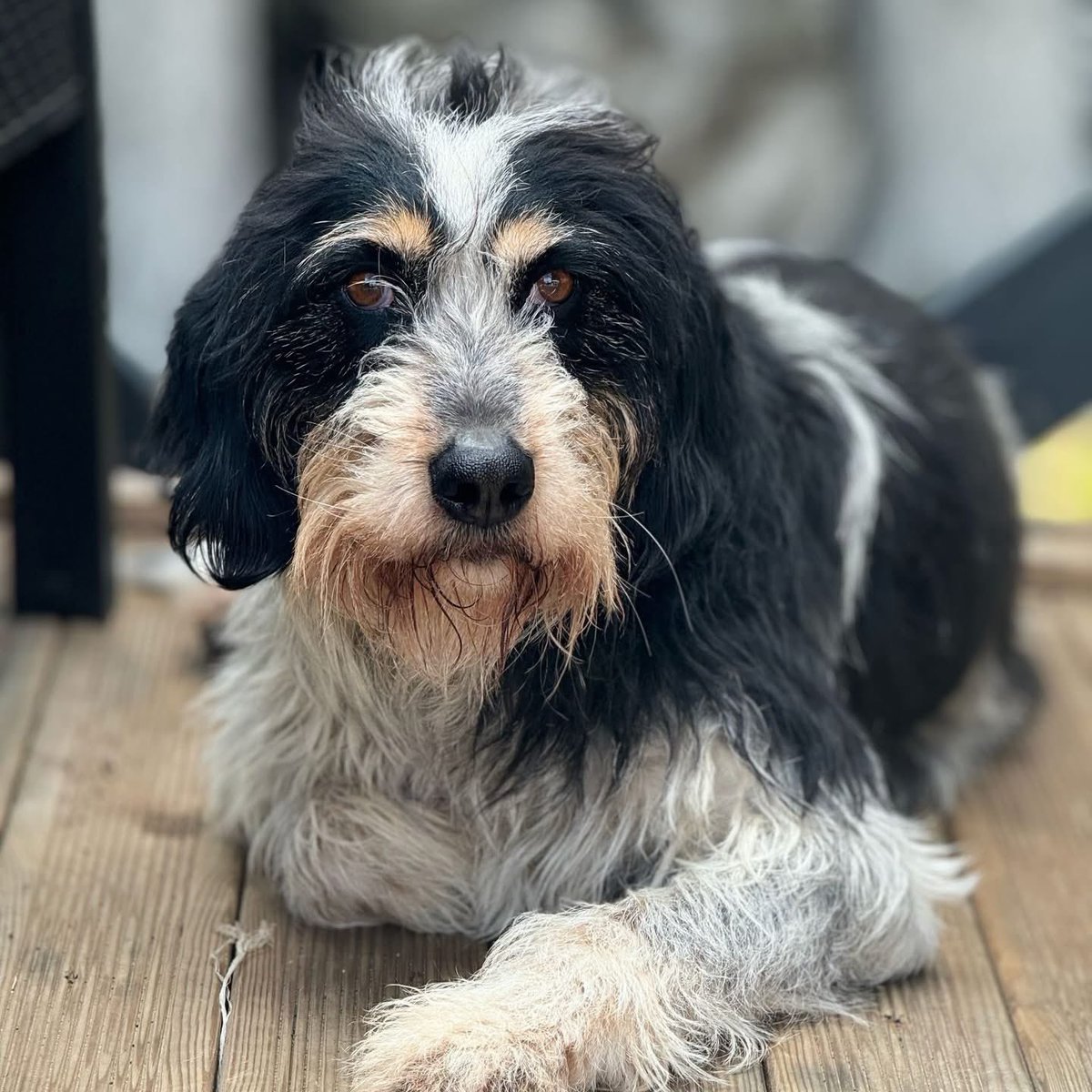 AFAfoundation_'s tweet photo. This is Dora ❣️ and she’s got quite the story.

This week Dora arrived in the UK from Turkey 🇹🇷➡️🇬🇧 and is currently settling into kennels in Gloucestershire while we search for her forever. While we’re so grateful she’s made this huge first step, our hearts couldn’t help but ache as other dogs headed off to their new homes… and Dora arrived without hers 😥

Dora was rescued a couple of years ago and has been in our care ever since. Last year she was diagnosed with TVT, a sexually transmitted cancer in dogs. After speaking with vets in the UK, euthanasia was sadly suggested. But the vets in Turkey didn’t agree. We shared Dora’s case with a UK specialist oncology team, who felt she had a good prognosis... so chemo began 💪

Dora was incredible throughout treatment and we’re so proud to say she has now been in remission for almost a year 🎉✨

Now, Dora is ready for the next chapter and we’re looking for either a foster or adoptive home for this brave girl.

🐾 No children under teens
🐾 Not cat tested
🐾 Very good with other dogs

As a charity, it cost £1,100 to bring Dora safely to the UK. If adopted, we would be incredibly grateful for this to be contributed back, so it can go directly towards helping the next dog in need ❤️
