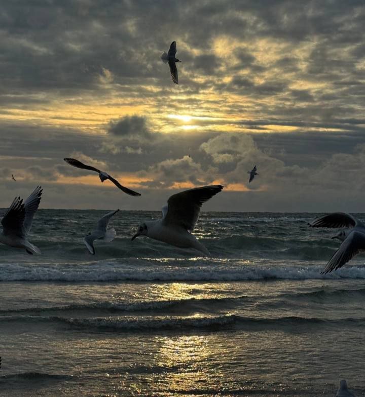 Катерина Галич tweet media